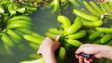 Loại chuối già Nam Mỹ lứa đầu tiên được HAGL thu hoạch tại Campuchia.