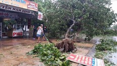 Cây bật gốc trước nhà tại thị xã Cửa Lò