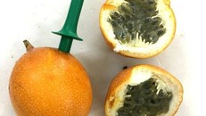 Thế nhưng bên trong ruột thay vì vị chua, chúng lại có vị ngọt mát, khi ăn chỉ cần cắm trực tiếp ống hút vào quả và hút