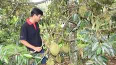 Ông Thức thu nhập mỗi năm khoảng nửa tỉ đồng từ vườn sầu riêng