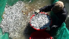 Ngư dân trúng đậm cá cơm