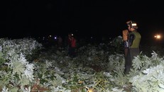 Rẫy khoai mì, nơi phát hiện thi thể nghi can. 