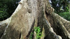 Gốc của cây bàng 700 tuổi.
