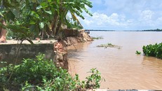 Đoạn sạt lở có tổng chiều dài gần 100m, ăn sâu vào đất liền 15m.