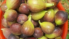 Quả sung to như trứng vịt ăn ngọt mát khiến chị em săn tìm