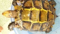 Con rùa được anh Nam bắt được đã có thương lái đến hỏi mua