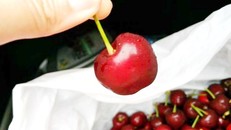 Cherry Úc chính thức được vào Việt Nam