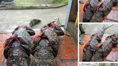 Hình ảnh đăng tải trên Facebook Thanh Toan, nay đã được gỡ bỏ.