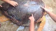 Quảng Trị: Rùa biển quý hiếm mắc lưới ngư dân