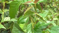 Vụ 3 học sinh tiểu học ăn lá ngón: Cứu sống được 2 em