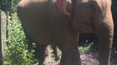 Voi nhà đầu tiên sắp chào đời ở Đắk Lắk sau 20 năm