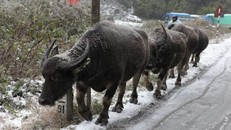 Xuất hiện đợt rét đậm, rét hại tại miền Bắc trong 2 ngày tới