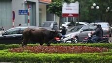 Con trâu sổng chuồng gây náo loạn đường phố Hà Nội. Ảnh: Infonet