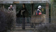 Hỏa hoạn tại sở thú London: Nhiều thú chết và mất tích, 8 người bị thương