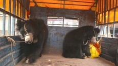 Hai cá thể gấu được giải cứu. Ảnh: AFP