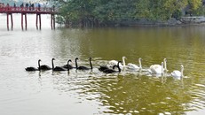 Bầy thiên nga 12 con. Ảnh: Zing