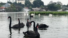 Đàn thiên nga được chuyển sang hồ Thiền Quang. Ảnh: Thanh Tra