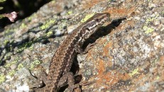 Iran cáo buộc phương Tây sử dụng bò sát làm gián điệp