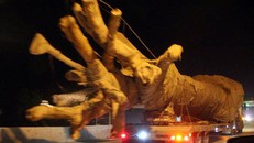 Hình ảnh cây "đại thụ" được vận chuyển trên quốc lộ. Ảnh: Zing