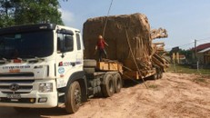 Một trong những xe chở cây "quái thú" bị lực lượng CSGT bắt giữ. Ảnh: Vietnamnet