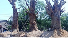 3 cây đa "quái thú". Ảnh: Zing