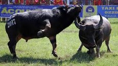 Yêu cầu không bán vé tại lễ hội chọi trâu Đồ Sơn 2018