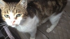 Nga: Phát hiện một chú mèo 'tuồn' ma túy vào nhà tù