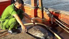 Cá thể rùa biển được lực lượng chức năng thả về biển. Ảnh: VnExpress