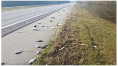 Mỹ: Cá chết dọc đường cao tốc sau khi bão Florence quét qua