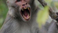 Ấn Độ: Người đàn ông tử vong do bị đàn khỉ tấn công bằng gạch