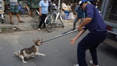 Hà Nội: Đội săn bắt chó thả rông chuyên nghiệp hoạt động từ 2019