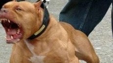 Hà Nội: Người dân bị chó pitbull lao vào tấn công, lôi sát hồ nước