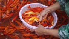 Thời tiết thuận lợi, giá cá chép không có nhiều biến động