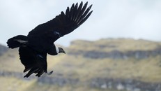 Cuộc chiến giữa con người và kền kền khoang cổ - 'Vua của bầu trời Andes'