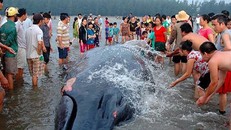Một con cá voi từng mắc cạn tại xã Diễn Thịnh. Ảnh: Báo Nghệ An