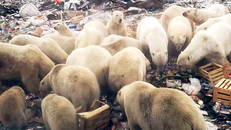 Sự xuất hiện ồ ạt của gấu Bắc cực đã khiến cuộc sống của người dân tại Novaya Zemlya bị đảo lộn. Ảnh: WTOP