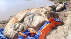 Xác con cá voi trôi dạt vào bờ. Ảnh: Zing