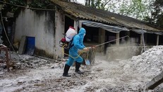 Dịch tả lợn châu Phi bùng phát tại Hòa Bình và Điện Biên