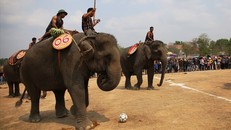 Những chú voi nhà được nài điều khiển tham gia thi đấu đá bóng. Ảnh: Lao Động