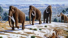 Công cuộc hồi sinh voi ma mút đạt 'bước tiến lớn'