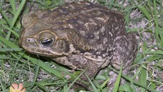 Cóc độc xâm chiếm vùng ngoại ô bang Florida của Mỹ