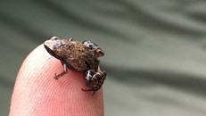 Phát hiện 5 loài ếch tí hon trên đảo Madagascar