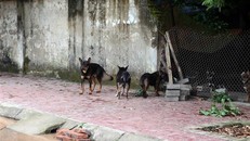 Xử lý nghiêm các trường hợp nuôi chó thả rông không đúng quy định