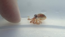 Chăn nuôi bạch tuộc có thể đe dọa tới hệ sinh thái