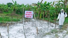 Xác minh hành vi 'trục lợi' từ dịch tả lợn châu Phi tại Hải Dương