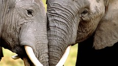 Voi châu Phi vẫn bị đe dọa dù nạn săn trộm đã suy giảm