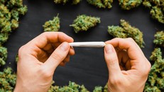 Học sinh Nhật Bản ngày càng cởi mở về cần sa và chất kích thích