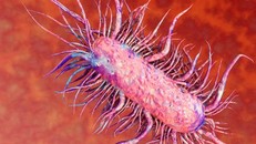 Vi khuẩn ăn thịt người thường sinh sống tại các vùng nước lợ.