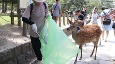 Những con hươu không hề sợ hãi con người và thường xin ăn khách du lịch. Ảnh: SCMP