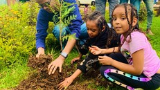 Ethiopia trồng hơn 350 triệu cây xanh trong 12 giờ